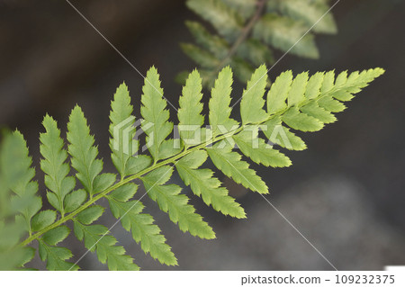 Hard shield-fern 109232375