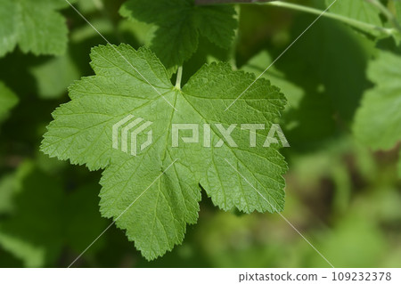 Winter currant King Edward VII Winter currant King Edward VII 109232378