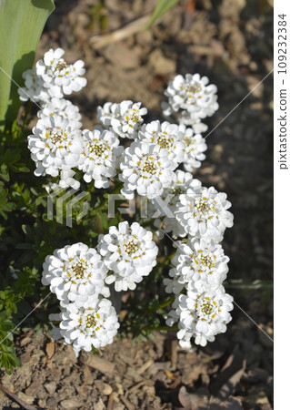 Evergreen candytuft Fishbeck 109232384
