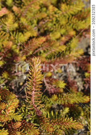 Rock stonecrop Angelina 109232385