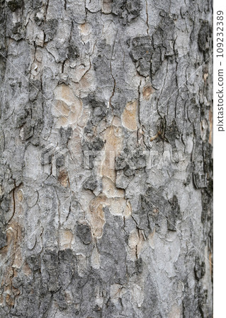 Common sycamore Common sycamore 109232389