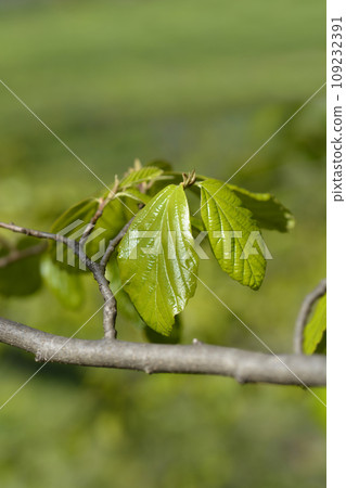 Persian ironwood 109232391