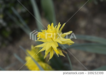 Daffodil Rip van Winkle Daffodil Rip van Winkle 109232399
