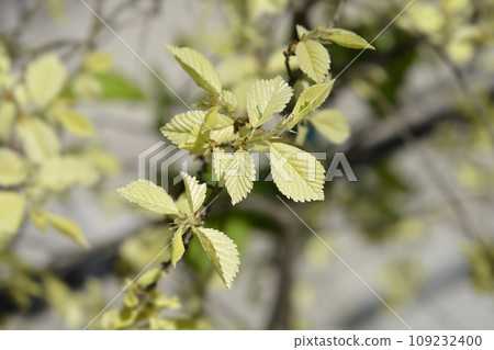 Small-leaved elm Silvery Gem Small-leaved elm Silvery Gem 109232400