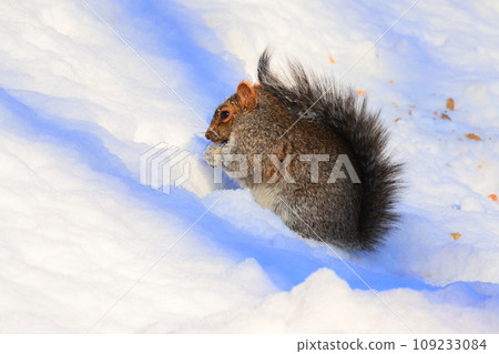 松鼠在雪地上吃東西 109233084