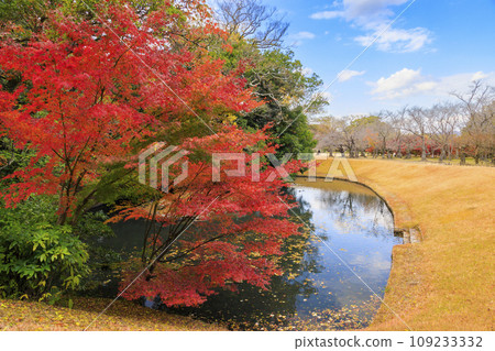 Okayama Korakuen, the best time to see autumn leaves, and Okayama Castle after renovations 109233332