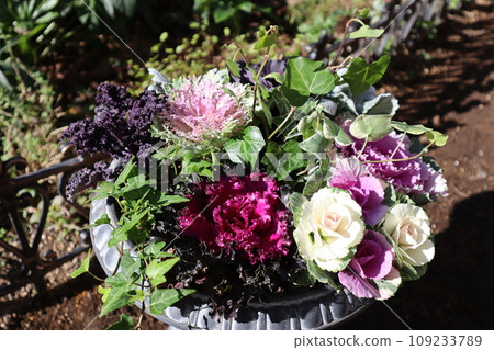 種植habotan 109233789