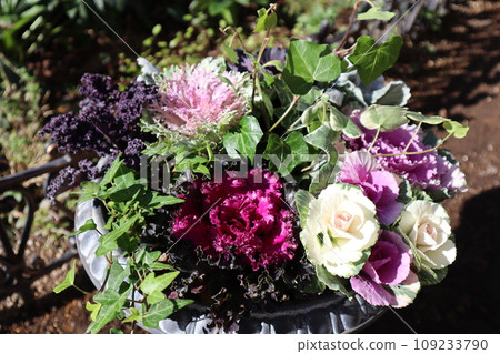 種植habotan 109233790