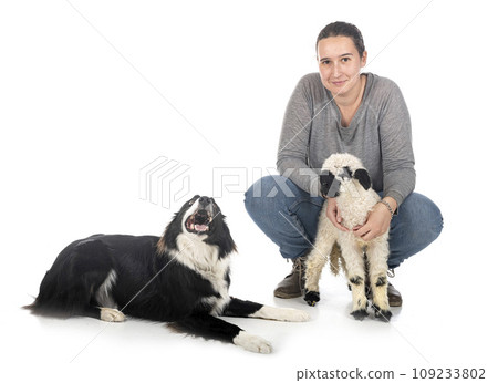 lamb Valais Blacknose and woman farmer 109233802