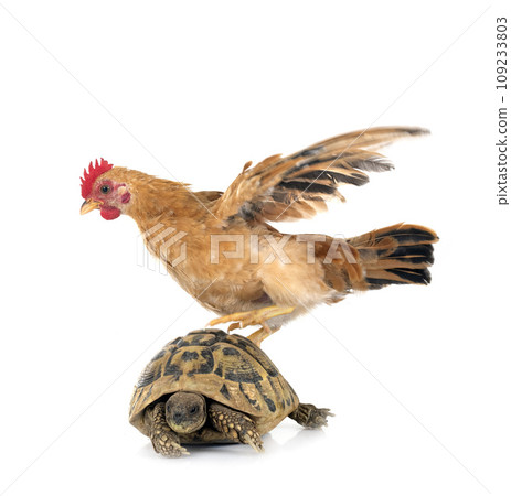 turtle and chicken 109233803