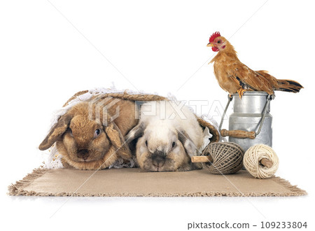 rabbit and chicken 109233804