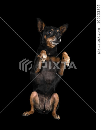 miniature pinscher in studio miniature pinscher in studio 109233805