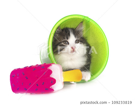 young Kurilian Bobtail in studio 109233819