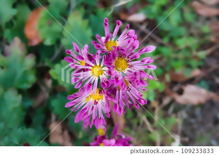 Beautiful bright pink chrysanthemum flowers blooming in the garden 109233833