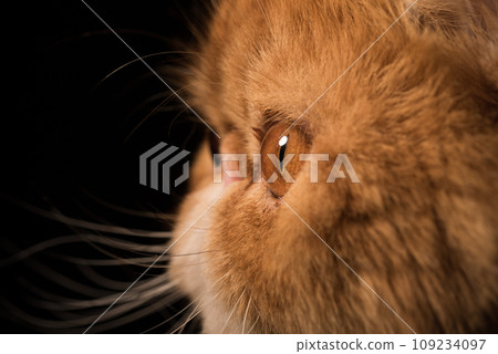 Red Persian exotic cat eye close up Red Persian exotic cat eye close up 109234097
