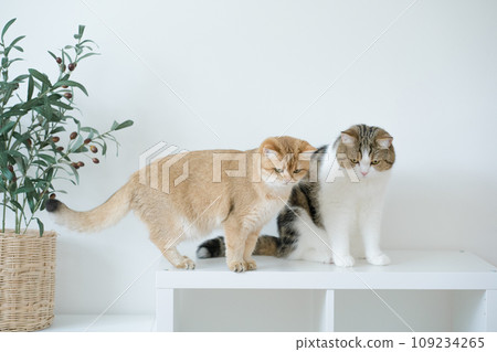 gold british cat kitten and brown tabby scottish cat playing and having fun in living room gold british cat kitten and brown tabby scottish cat playing and having fun in living room 109234265