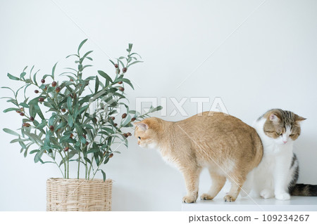 gold british cat kitten and brown tabby scottish cat playing and having fun in living room gold british cat kitten and brown tabby scottish cat playing and having fun in living room 109234267