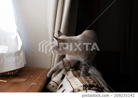 貓在室內行走 暹羅虎斑貓 貓在室內行走 暹羅虎斑貓 109235142