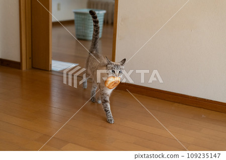 暹羅虎斑貓嘴裡叼著麵包走路 暹羅虎斑貓嘴裡叼著麵包走路 109235147