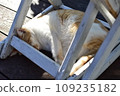 Cat dozing in the chair 109235182