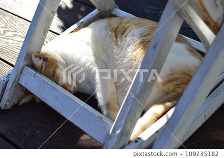Cat dozing in the chair 109235182