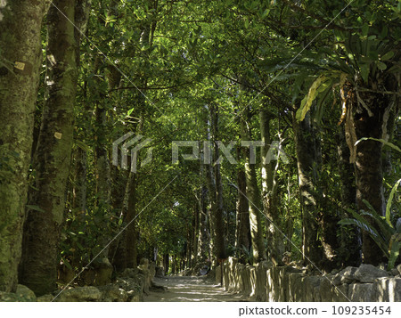 Row of Fukugi trees in Bise, Motobu Town, Okinawa 109235454