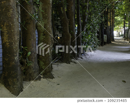 Row of Fukugi trees in Bise, Motobu Town, Okinawa 109235485
