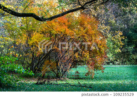 Golden autumn view in famous Munich relax place - Englischer Garten. Munich, Bavaria, Germany 109235529