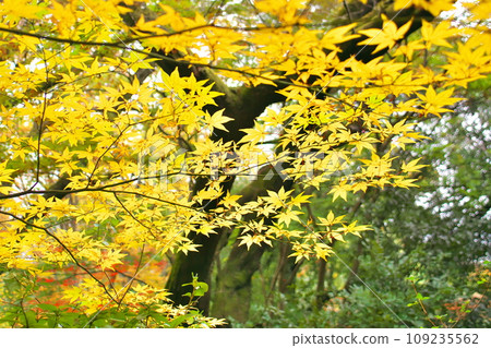 Autumn leaves image (Mogusaen) Autumn leaves image (Mogusaen) 109235562