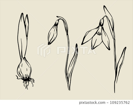 Hand drawn snowdrops set black and white freehand ink line drawing of snowdrop bud, flower and bulb 109235762