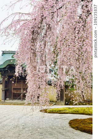 京都高台寺美麗的垂枝櫻花 109235837