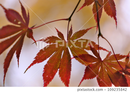 秋葉的柔和形象(高畠不動尊,東京) 秋葉的柔和形象(高畠不動尊,東京) 109235842