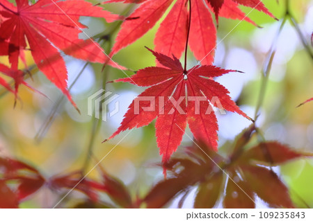 秋葉的柔和形象(高畠不動尊,東京) 秋葉的柔和形象(高畠不動尊,東京) 109235843