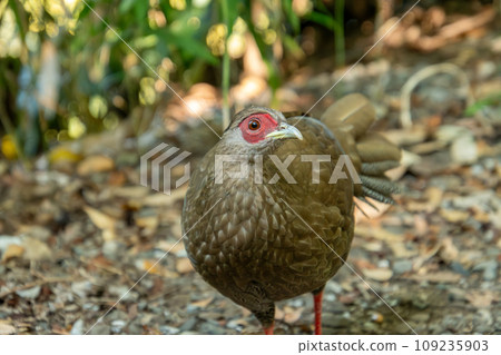Hakan tilts his head♀ 109235903