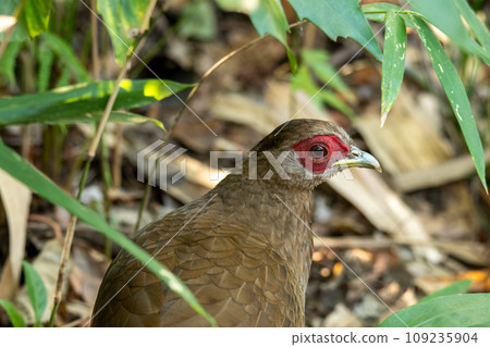 哈坎轉身♀ 哈坎轉身♀ 109235904