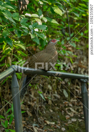 Hakan relaxing on the handrail♀ 109235907