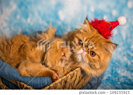 Angry cat in red Santa Claus hat on Christmas Angry cat in red Santa Claus hat on Christmas 109235925