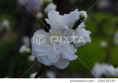 觀賞雙花桃1 觀賞雙花桃1 109236144