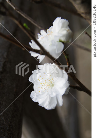 觀賞雙花桃3 觀賞雙花桃3 109236146