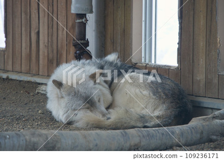 A fluffy wolf curled up and taking a nap A fluffy wolf curled up and taking a nap 109236171