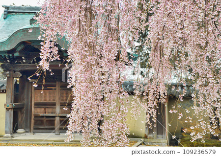 Beautiful weeping cherry blossoms at Kodaiji Temple, Kyoto 109236579