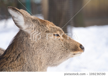 蝦夷鹿盯著雪中的東西 蝦夷鹿盯著雪中的東西 109236590