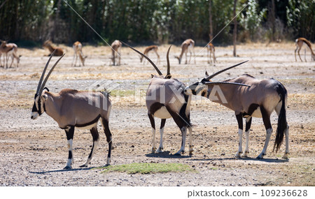 Some oryx gazelles feeding together in safari Some oryx gazelles feeding together in safari 109236628