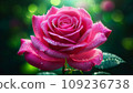 粉紅玫瑰 109236738