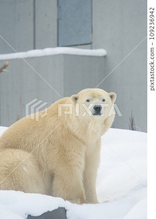 A fluffy polar bear staring at you on the snow A fluffy polar bear staring at you on the snow 109236942