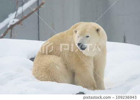 Fluffy polar bear sitting on the snow Fluffy polar bear sitting on the snow 109236943