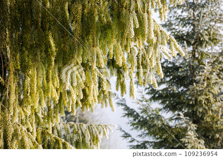 frozen branch of a fir tree in morning light. closeup nature background in winter 109236954