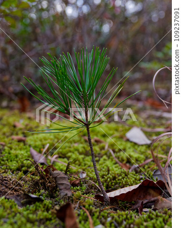 Young tree of Pinus pine (Pinaceae) Young tree of Pinus pine (Pinaceae) 109237091
