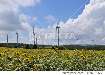 Sunflowers and windmills blooming on Nunobiki Highlands 109237327