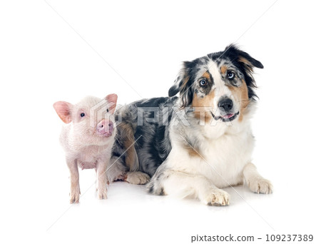 miniature pig and australian shepherd in studio 109237389